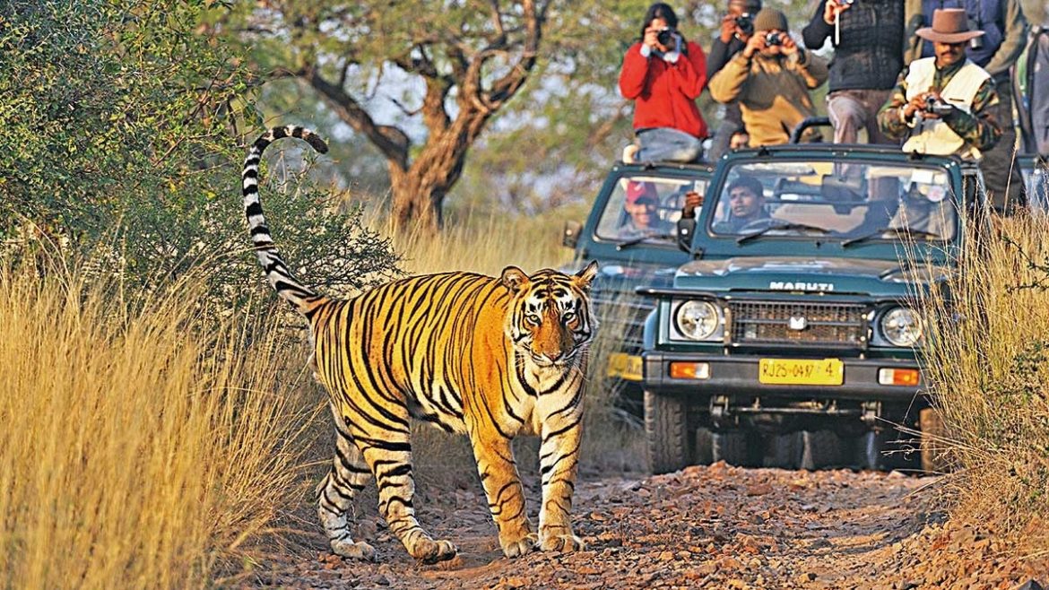 Go Wild with a Wildlife Safari in India Featuring the Best Tiger Safari in India and Tiger Safari India